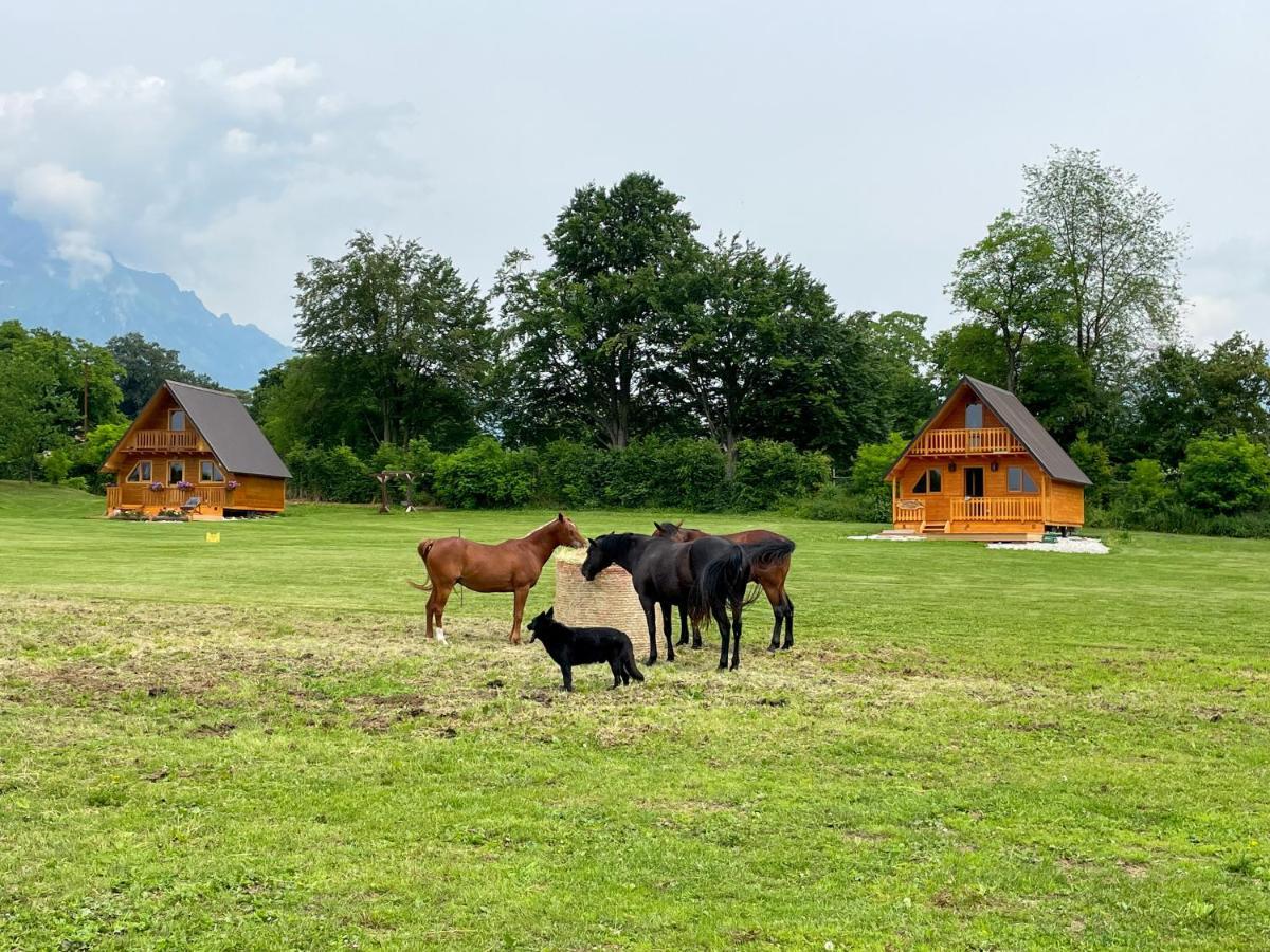 Agri Camp Dolomiti Apartment Belluno Exterior foto